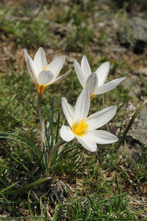 Image of Crocus alatavicus specimen.