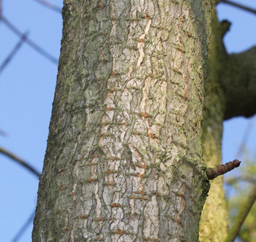 Image of Aesculus turbinata specimen.