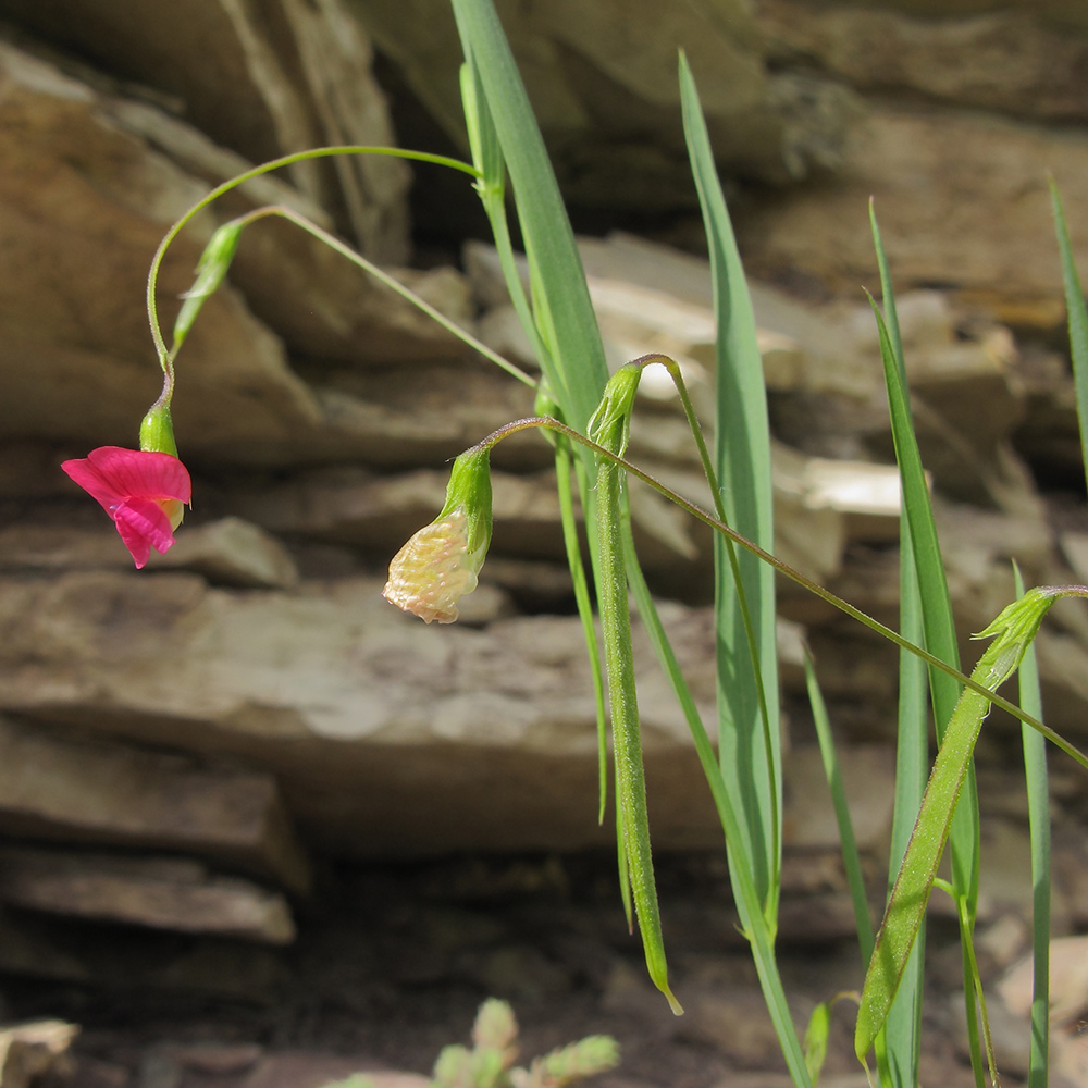 Изображение особи Lathyrus nissolia.