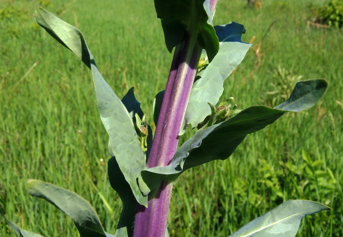 Image of genus Isatis specimen.