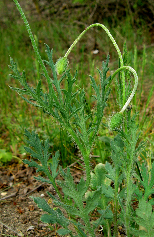 Изображение особи Papaver stevenianum.