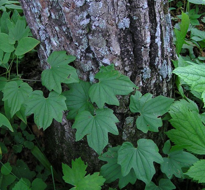 Изображение особи Dioscorea nipponica.