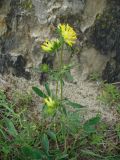 Anthyllis macrocephala