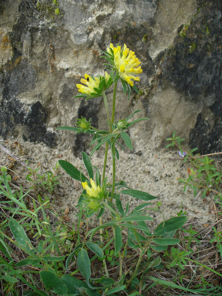 Изображение особи Anthyllis macrocephala.