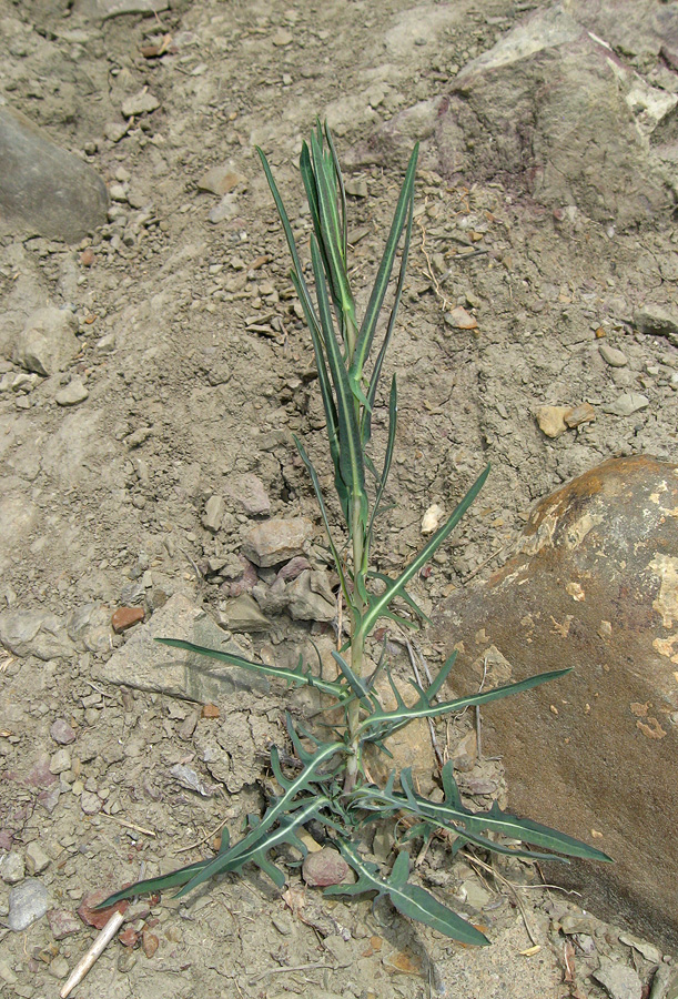 Image of Lactuca saligna specimen.