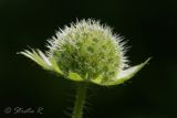 Knautia arvensis