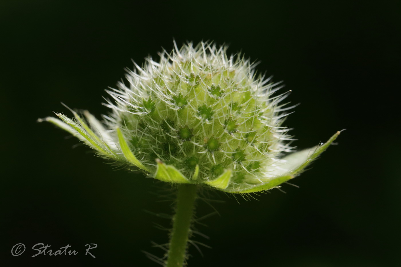 Изображение особи Knautia arvensis.