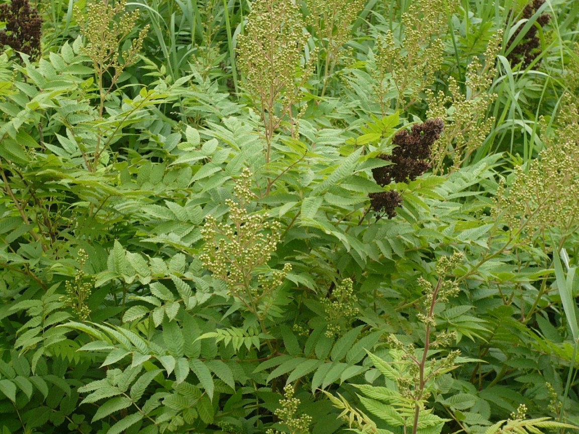 Image of Sorbaria sorbifolia specimen.