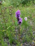 Dactylorhiza psychrophila. Цветущие растения (рядом слева - отцветающий погремок). Мурманск, Росляково, заросший стадион. 23.07.2014.