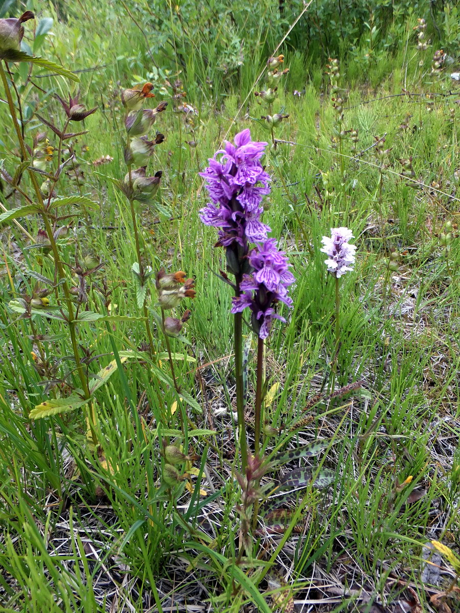 Изображение особи Dactylorhiza psychrophila.