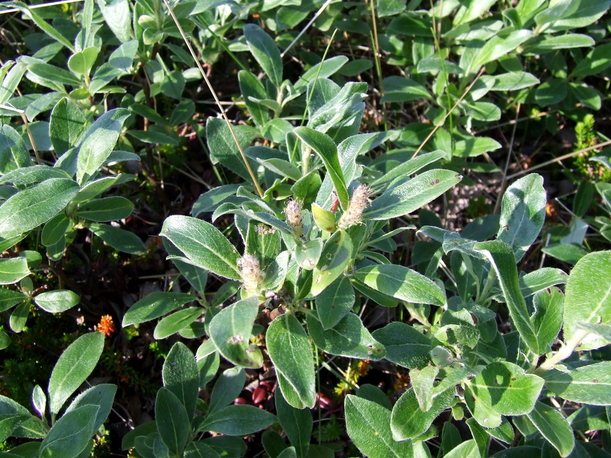 Image of Salix glauca specimen.