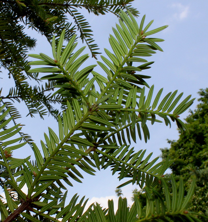 Изображение особи Torreya nucifera.