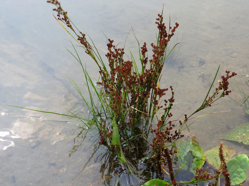 Изображение особи Juncus compressus.