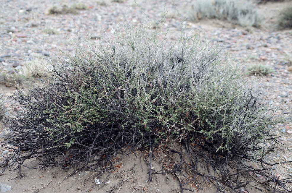 Image of genus Caragana specimen.