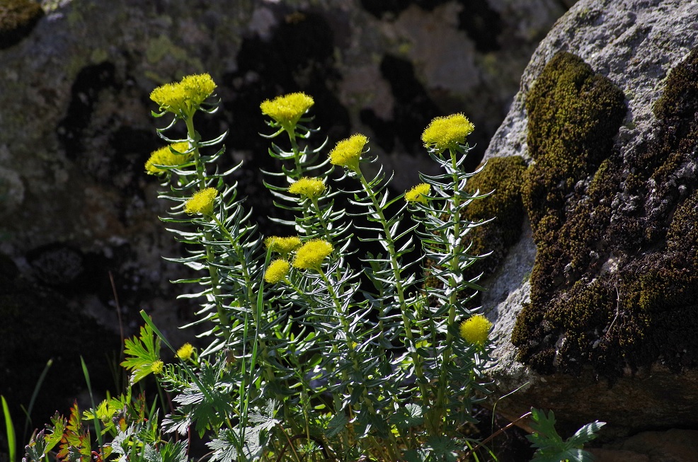 Изображение особи Rhodiola litwinowii.