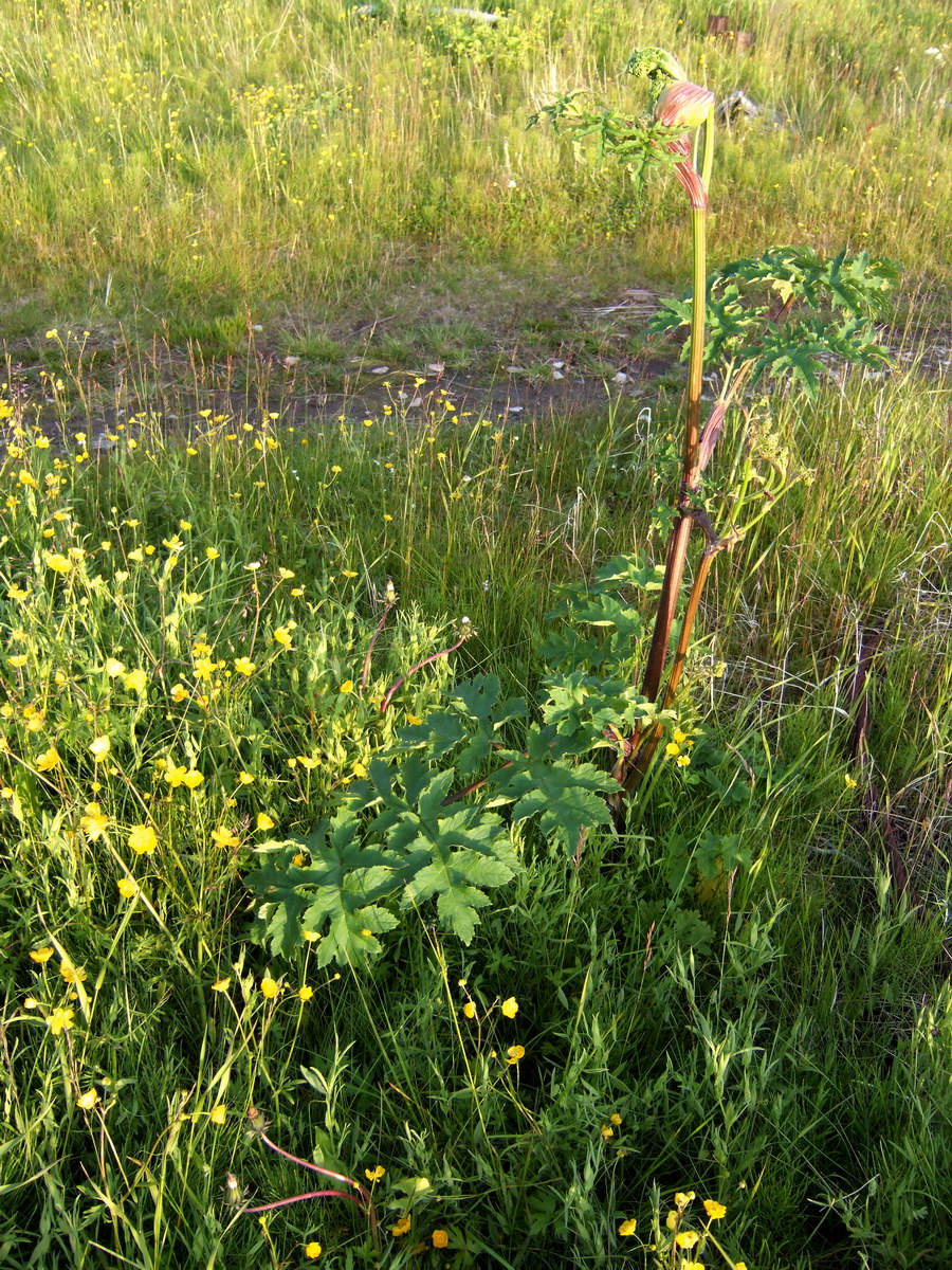 Image of Heracleum sibiricum specimen.