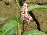 Persicaria amphibia. Верхушка побега с соцветиями. Костромская обл., Костромской р-н, окр. с. Сущево, берег Костромского водохранилища. 17.08.2014.