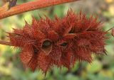 Смотреть изображение Glycyrrhiza echinata