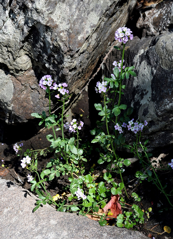 Image of Cardamine seidlitziana specimen.