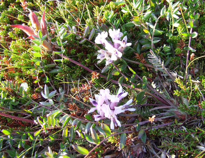 Image of Oxytropis sordida specimen.