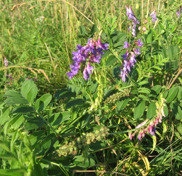 Image of Vicia amoena specimen.