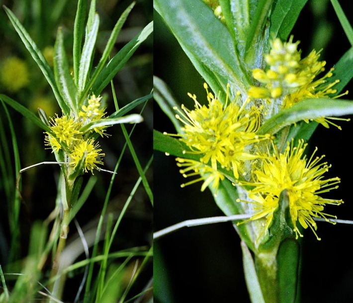 Image of Naumburgia thyrsiflora specimen.