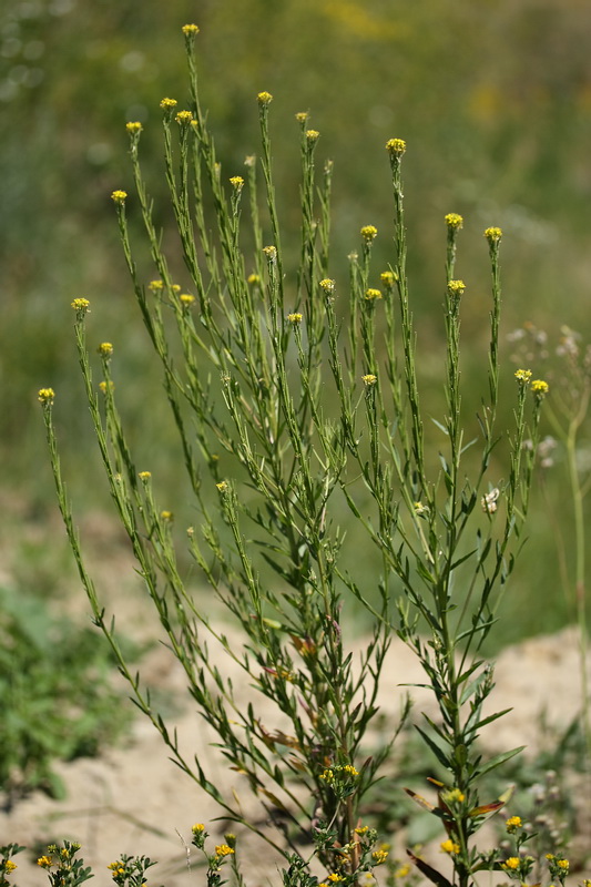 Image of Erysimum hieraciifolium specimen.