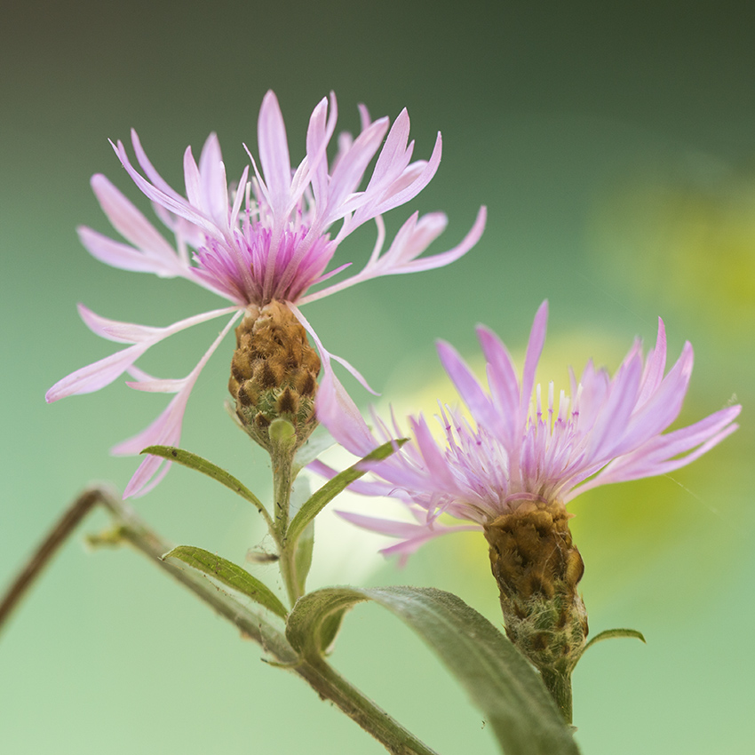 Image of Centaurea jacea ssp. substituta specimen.