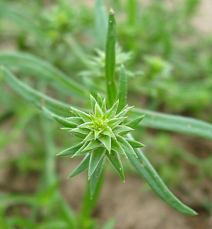 Image of Corispermum sibiricum specimen.