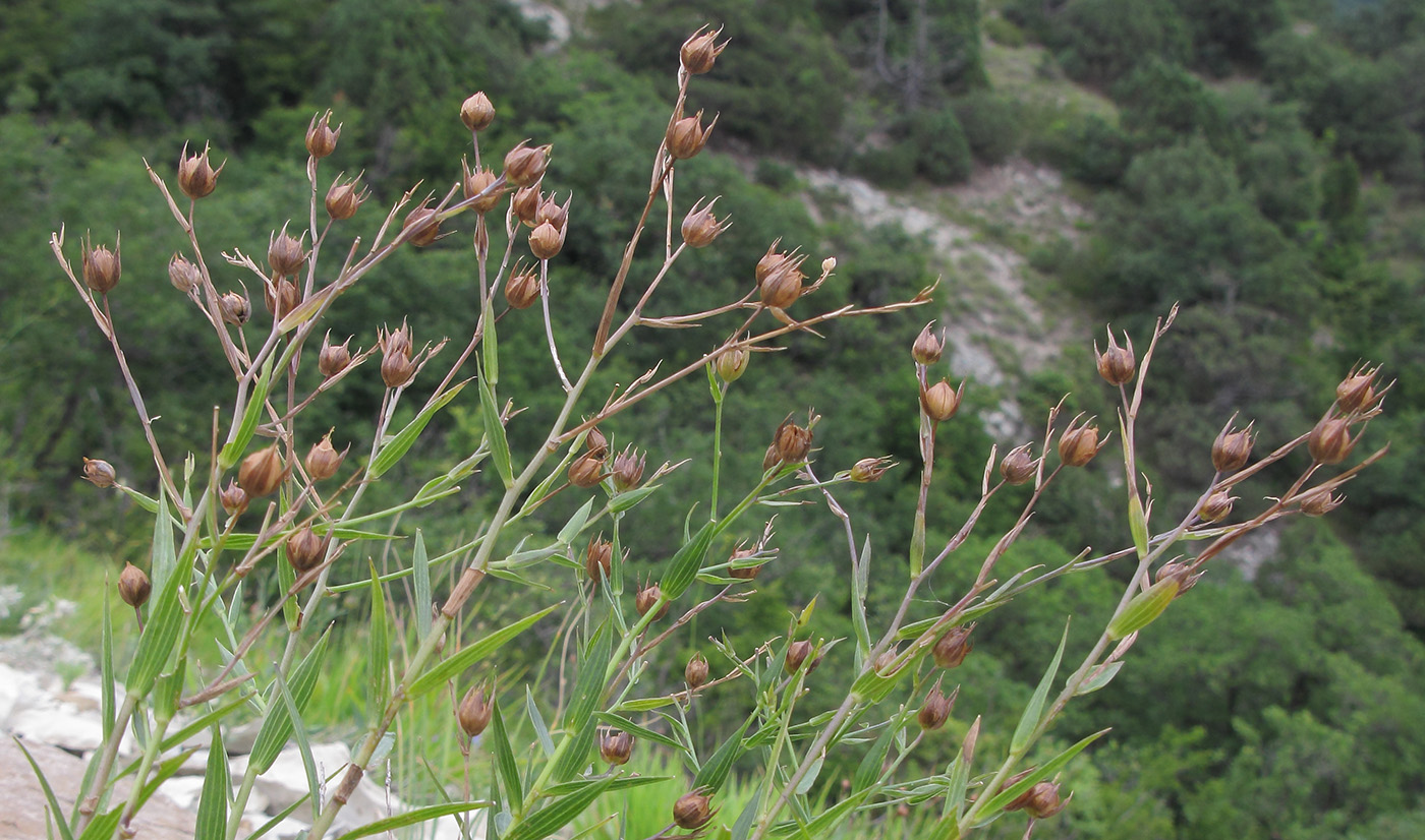 Image of Linum nervosum specimen.