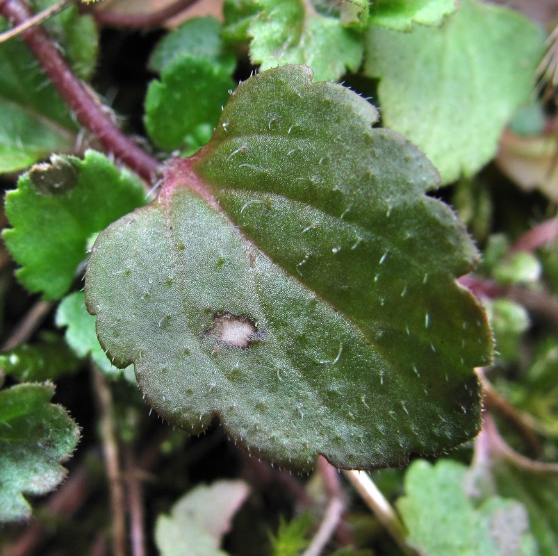 Image of Veronica persica specimen.