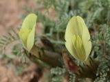 Astragalus dianthus
