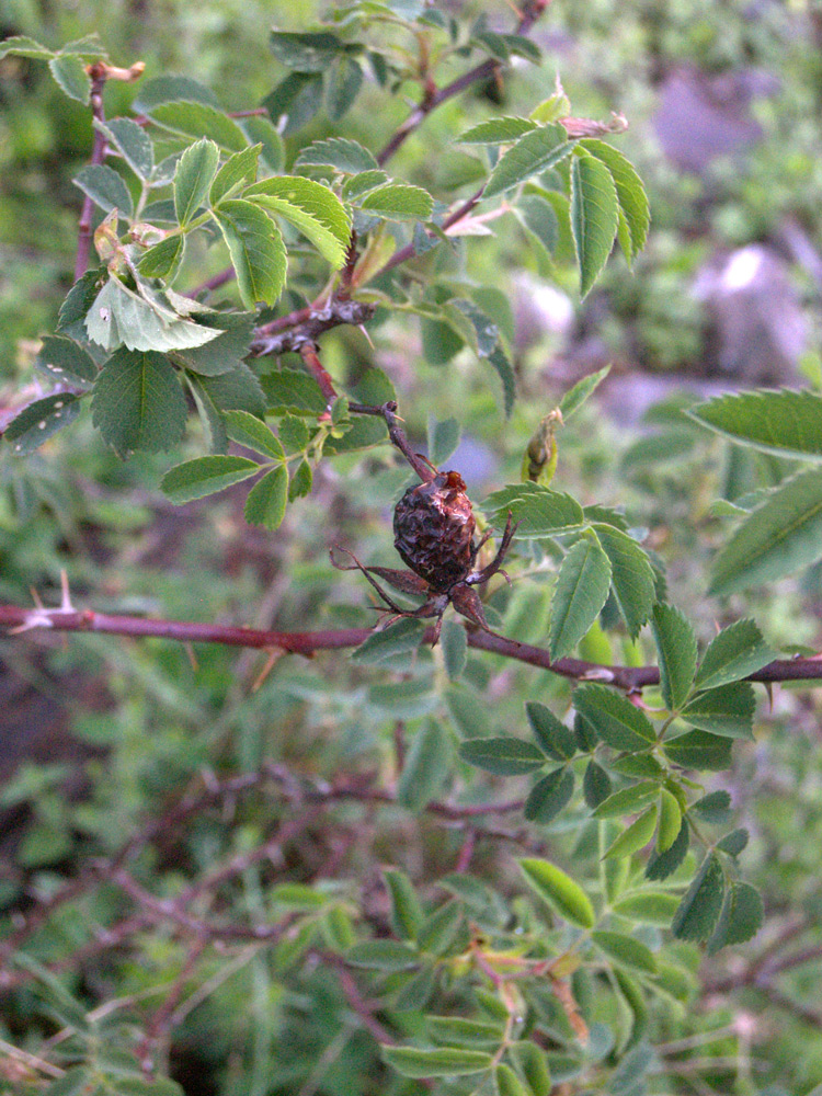 Изображение особи Rosa teberdensis.