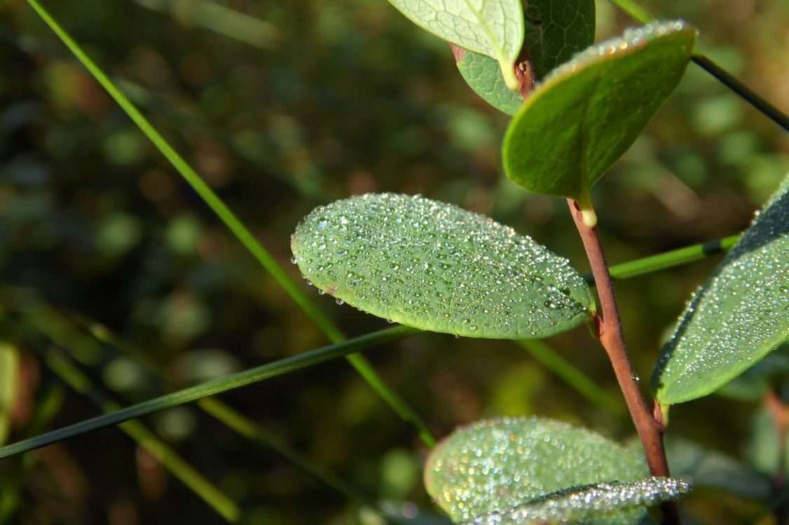 Изображение особи Vaccinium uliginosum.