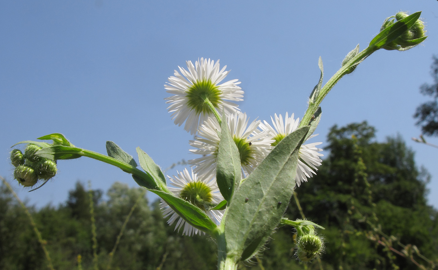 Image of Erigeron annuus specimen.