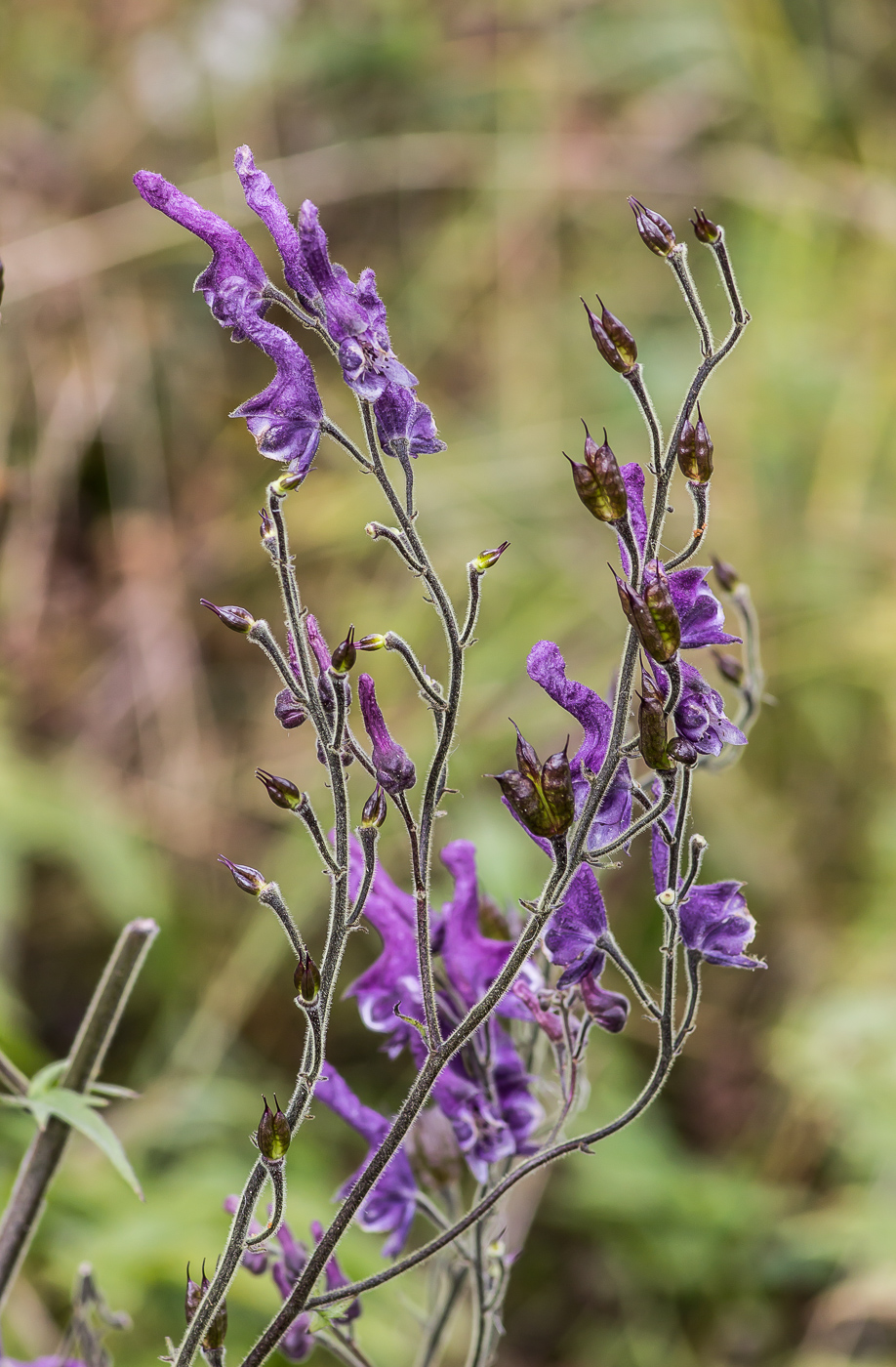 Image of Aconitum septentrionale specimen.