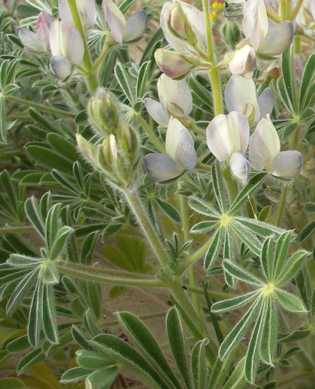 Изображение особи Lupinus palaestinus.