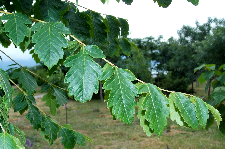 Image of Koelreuteria paniculata specimen.