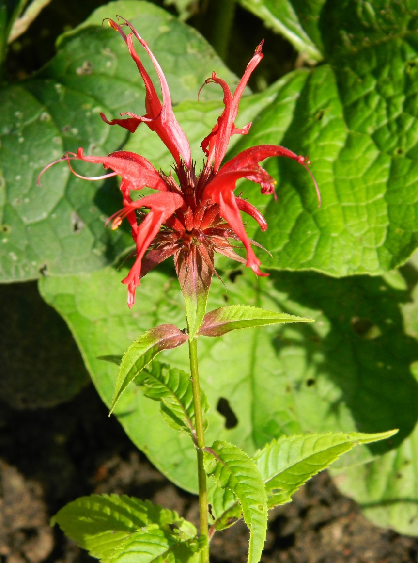 Изображение особи Monarda didyma.