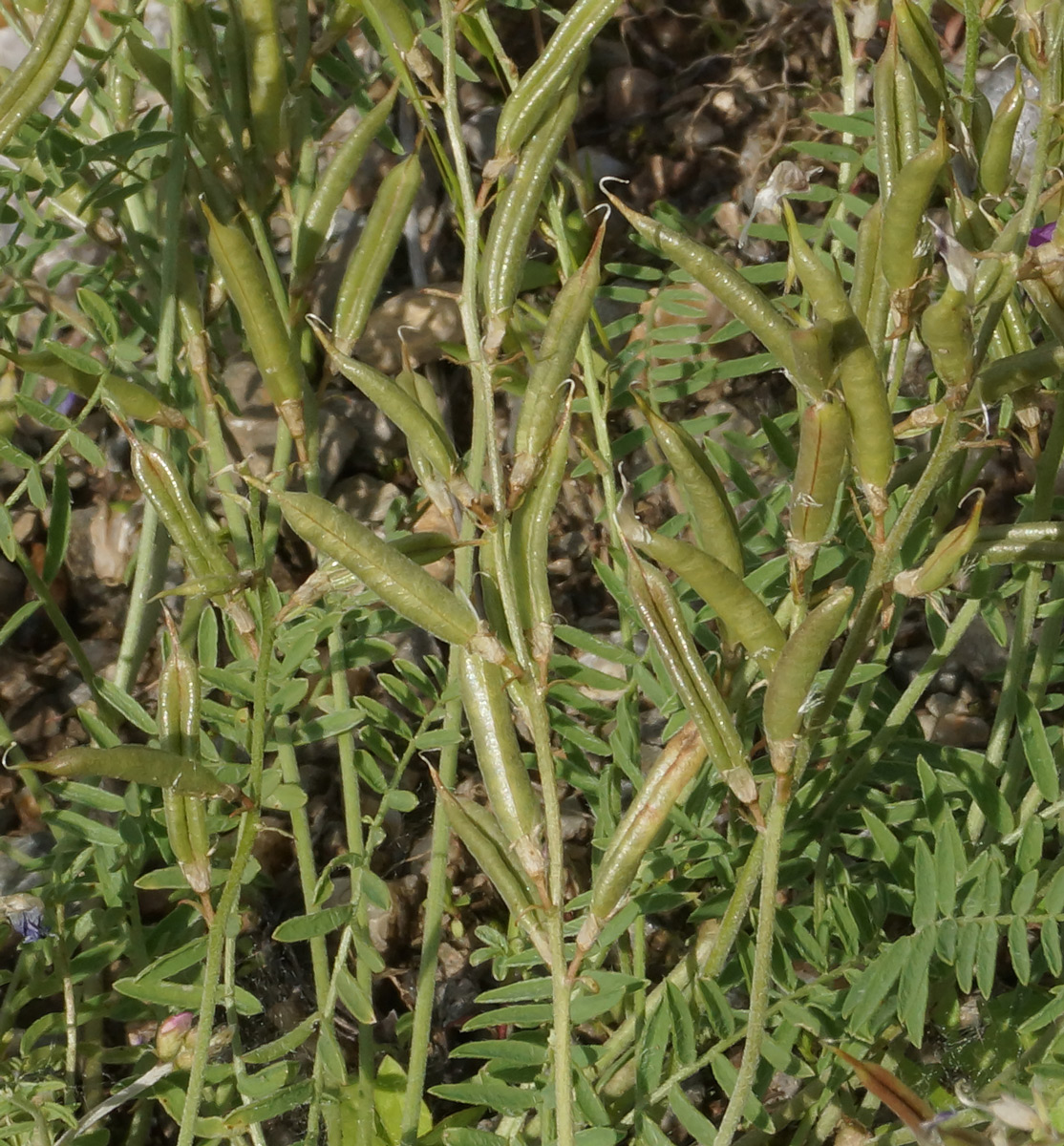 Image of Oxytropis teres specimen.