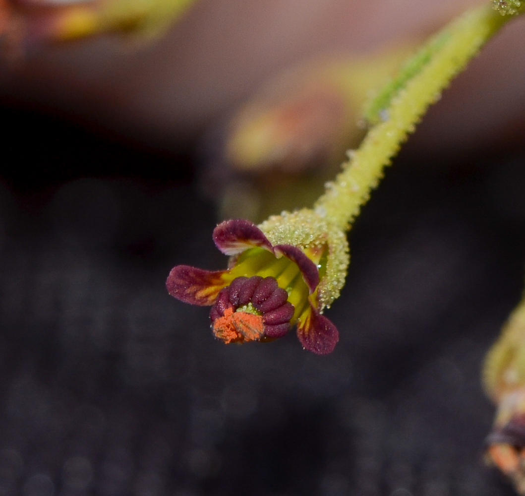 Image of Cleome amblyocarpa specimen.