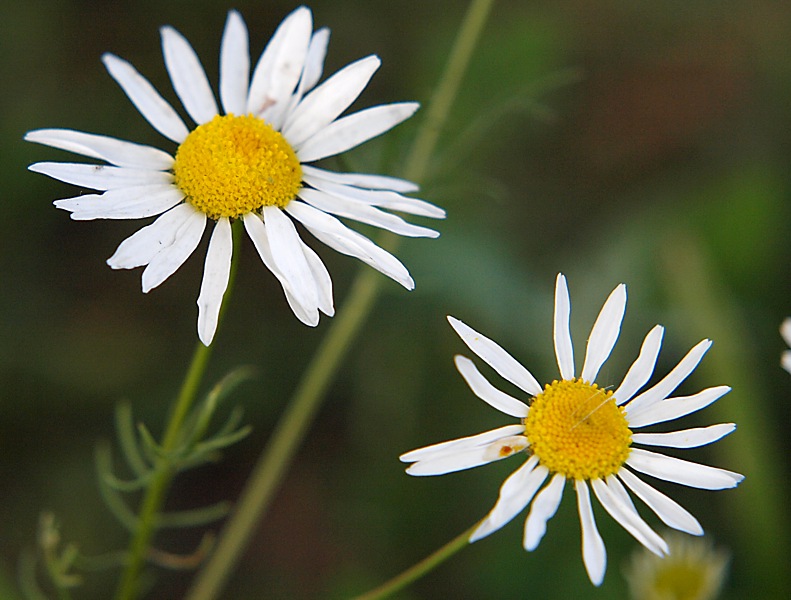 Изображение особи Tripleurospermum inodorum.