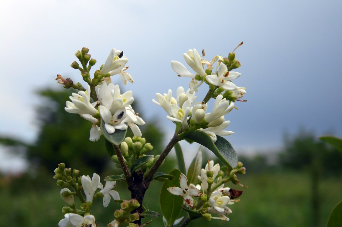 Image of Ligustrum vulgare specimen.