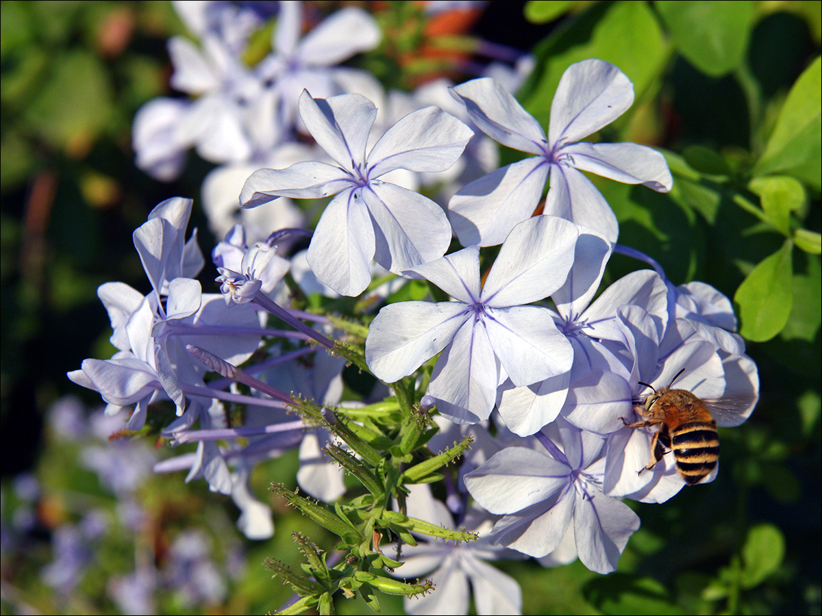 Image of Plumbago auriculata specimen.