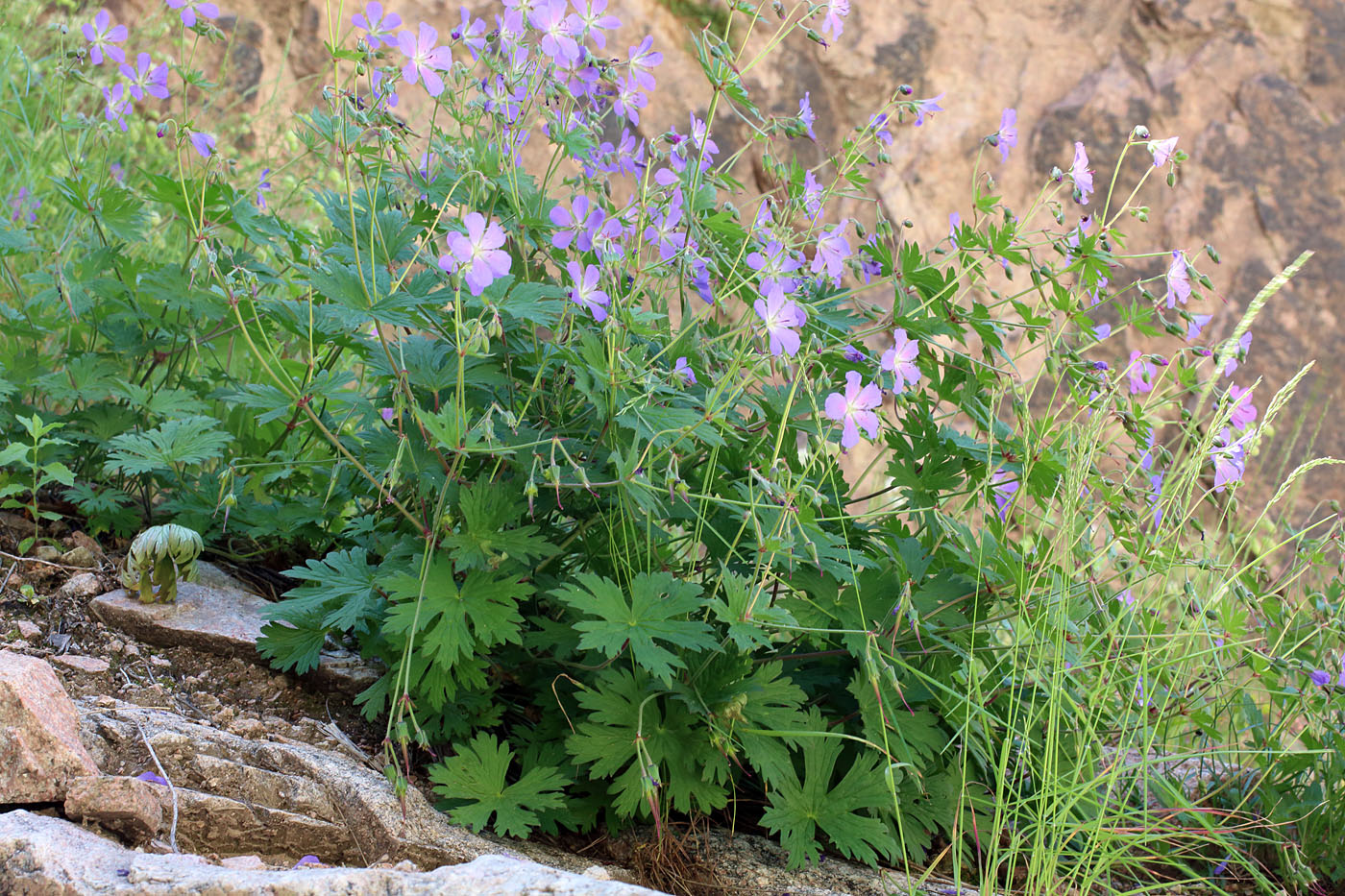 Изображение особи Geranium ferganense.