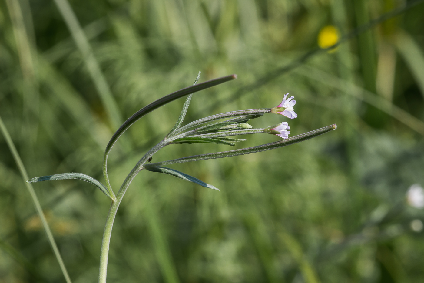 Image of Epilobium palustre specimen.