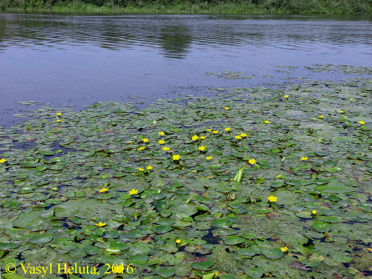 Image of Nymphoides peltata specimen.