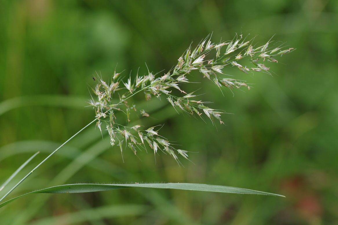 Image of Trisetum flavescens specimen.