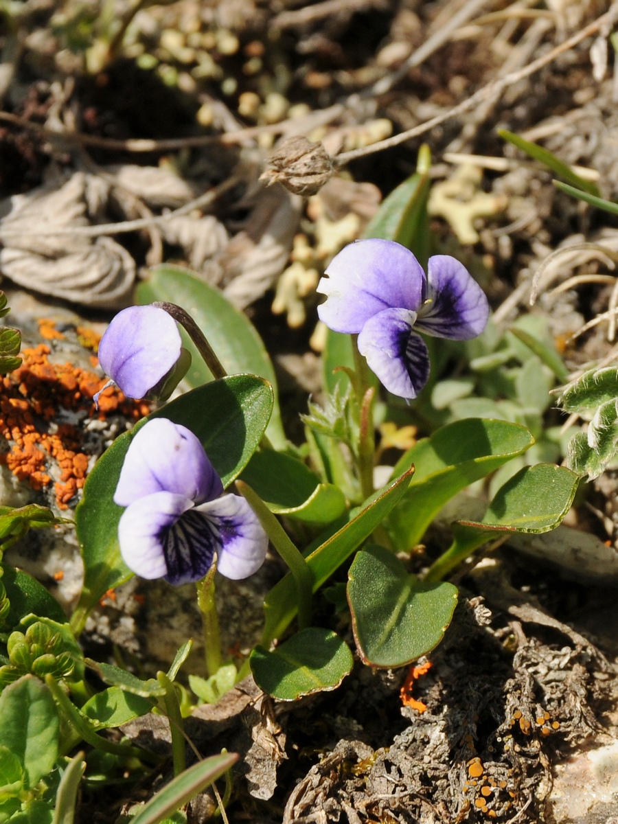 Image of Viola thianschanica specimen.