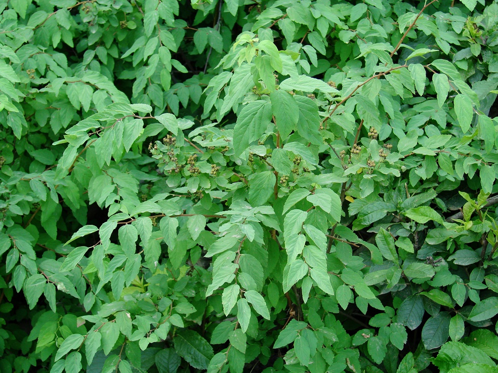 Image of Spiraea flexuosa specimen.